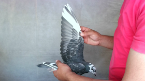 Pigeon image