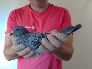 Pigeon image
