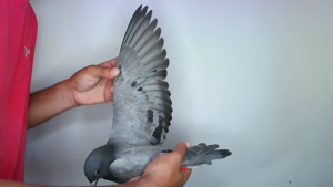 Pigeon image