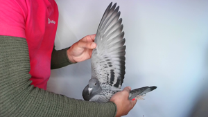 Pigeon image