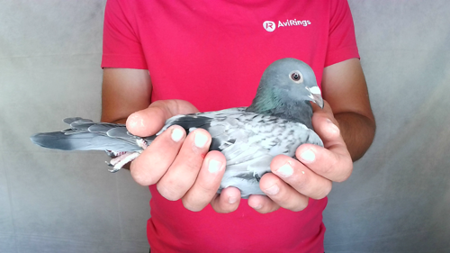 Pigeon image