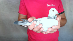 Pigeon image