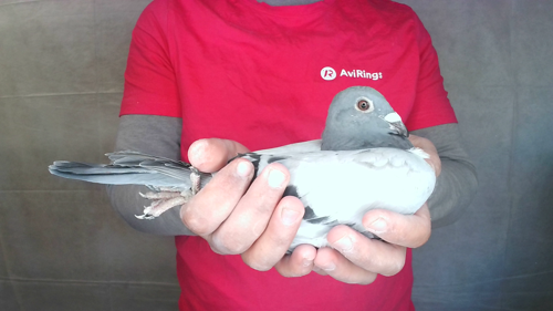 Pigeon image