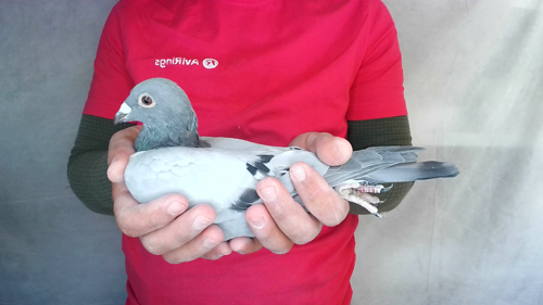 Pigeon image