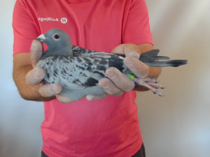 Pigeon image