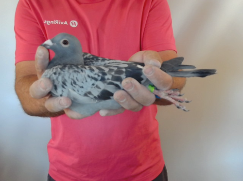 Pigeon image