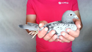 Pigeon image
