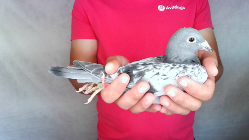 Pigeon image