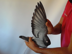 Pigeon image