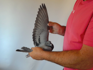 Pigeon image