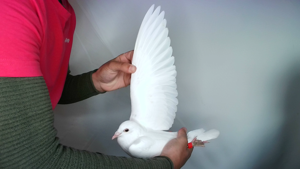 Pigeon image