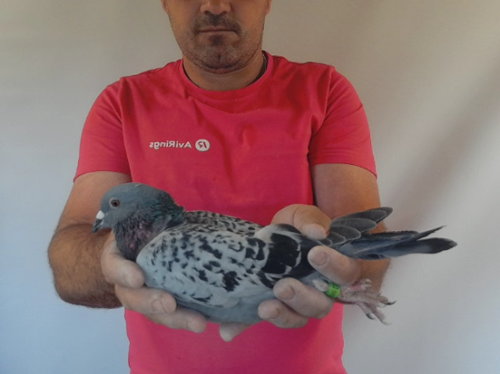 Pigeon image
