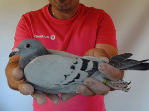 Pigeon image