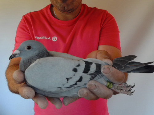 Pigeon image