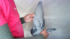 Pigeon image