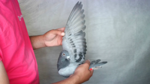 Pigeon image