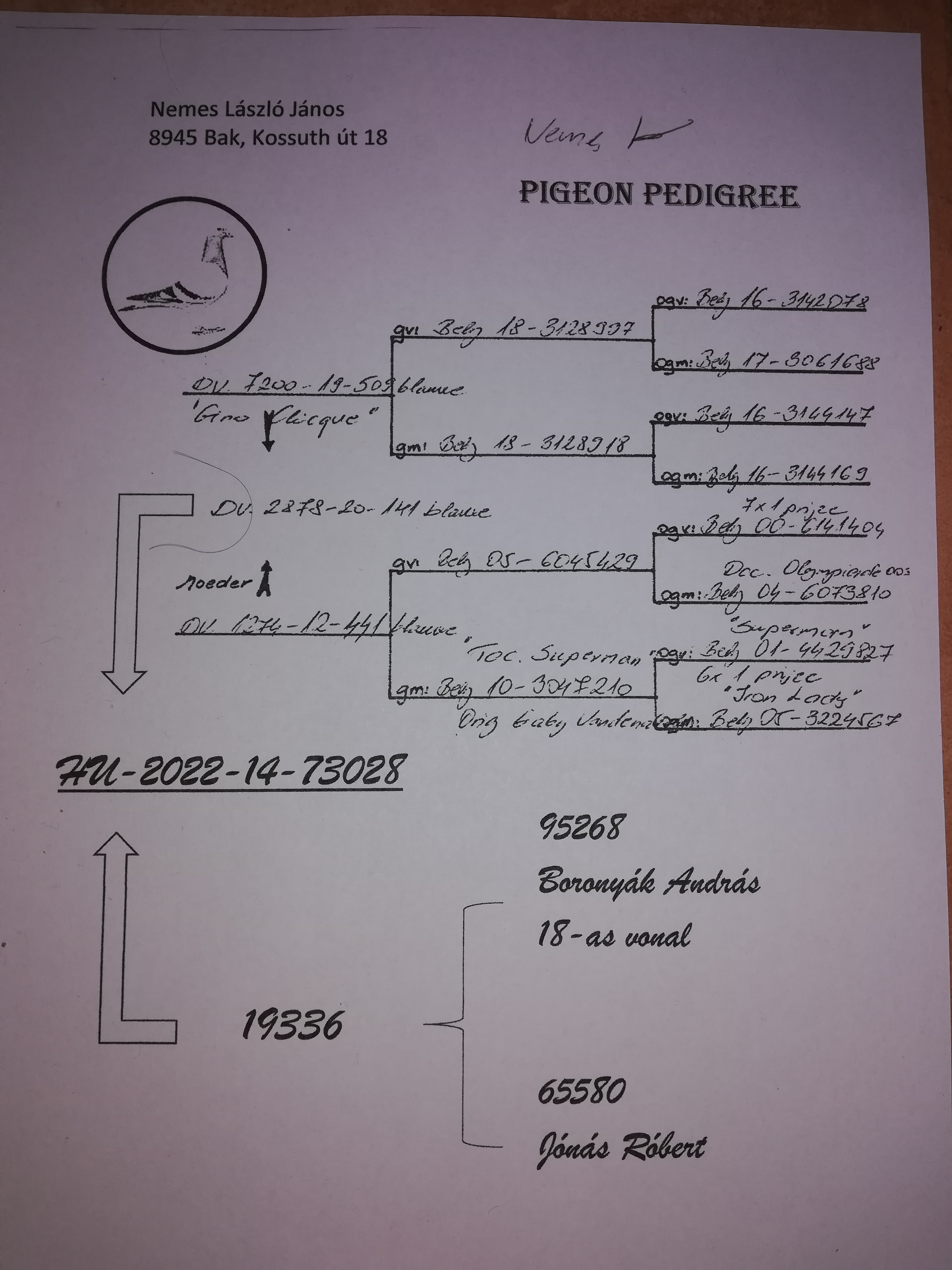 Pigeon pedigree image