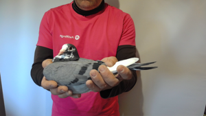 Pigeon image