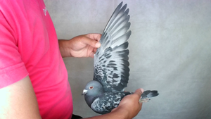 Pigeon image