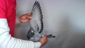 Pigeon image