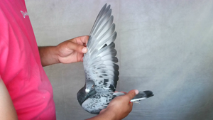 Pigeon image