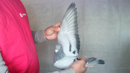 Pigeon image