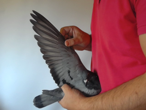 Pigeon image