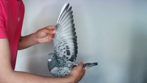 Pigeon image
