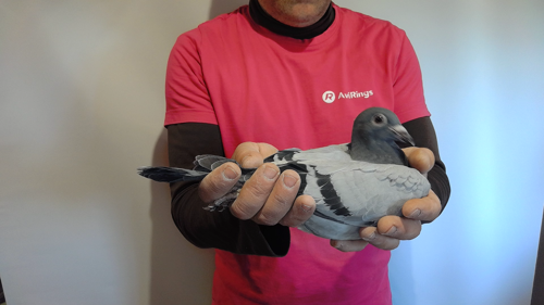 Pigeon image