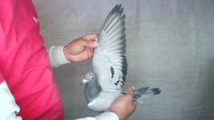 Pigeon image