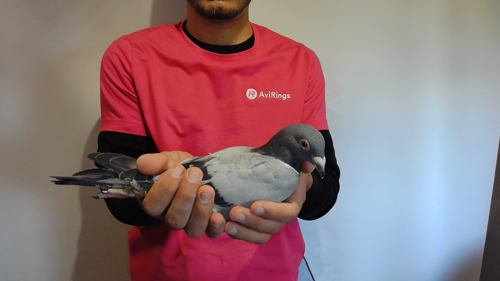 Pigeon image