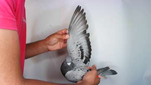 Pigeon image