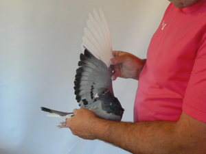 Pigeon image