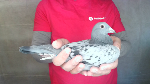 Pigeon image