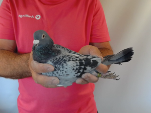 Pigeon image