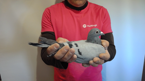 Pigeon image