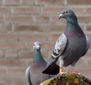 Pigeon image