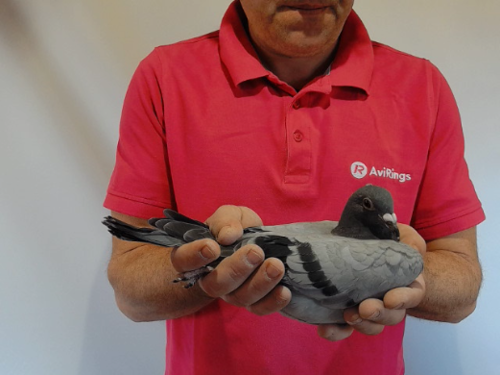 Pigeon image