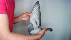 Pigeon image