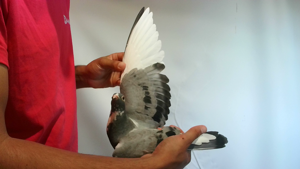 Pigeon image