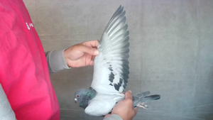 Pigeon image