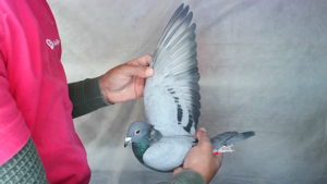 Pigeon image