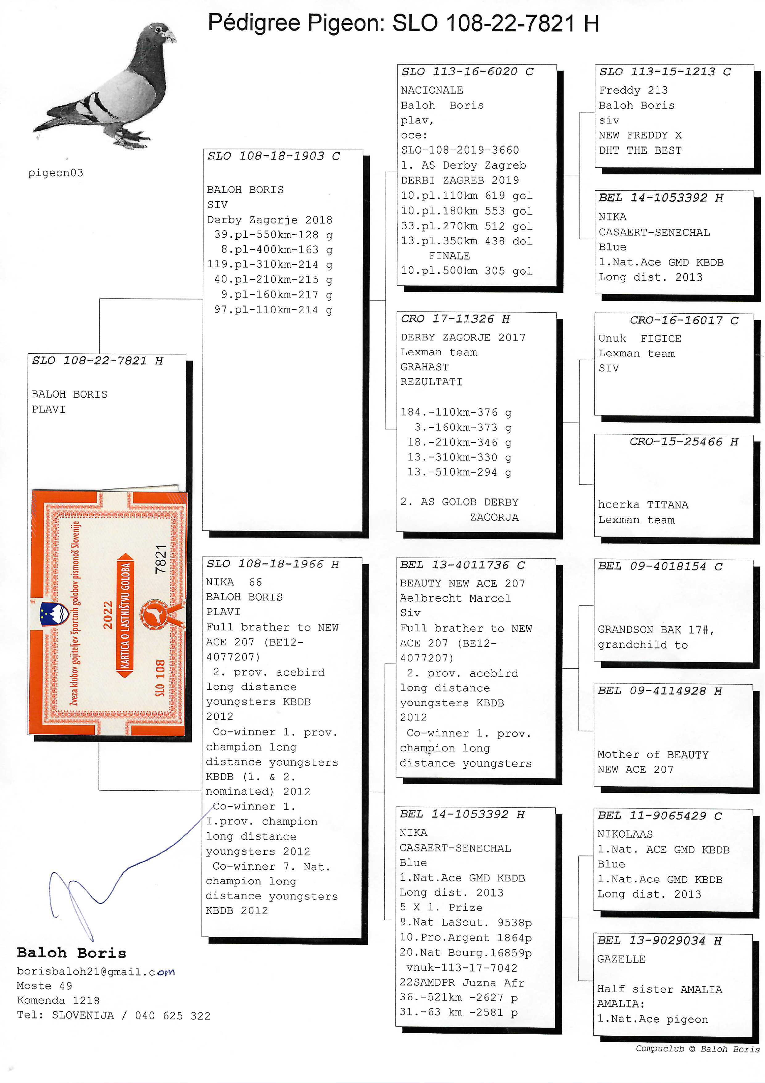 Pigeon pedigree image