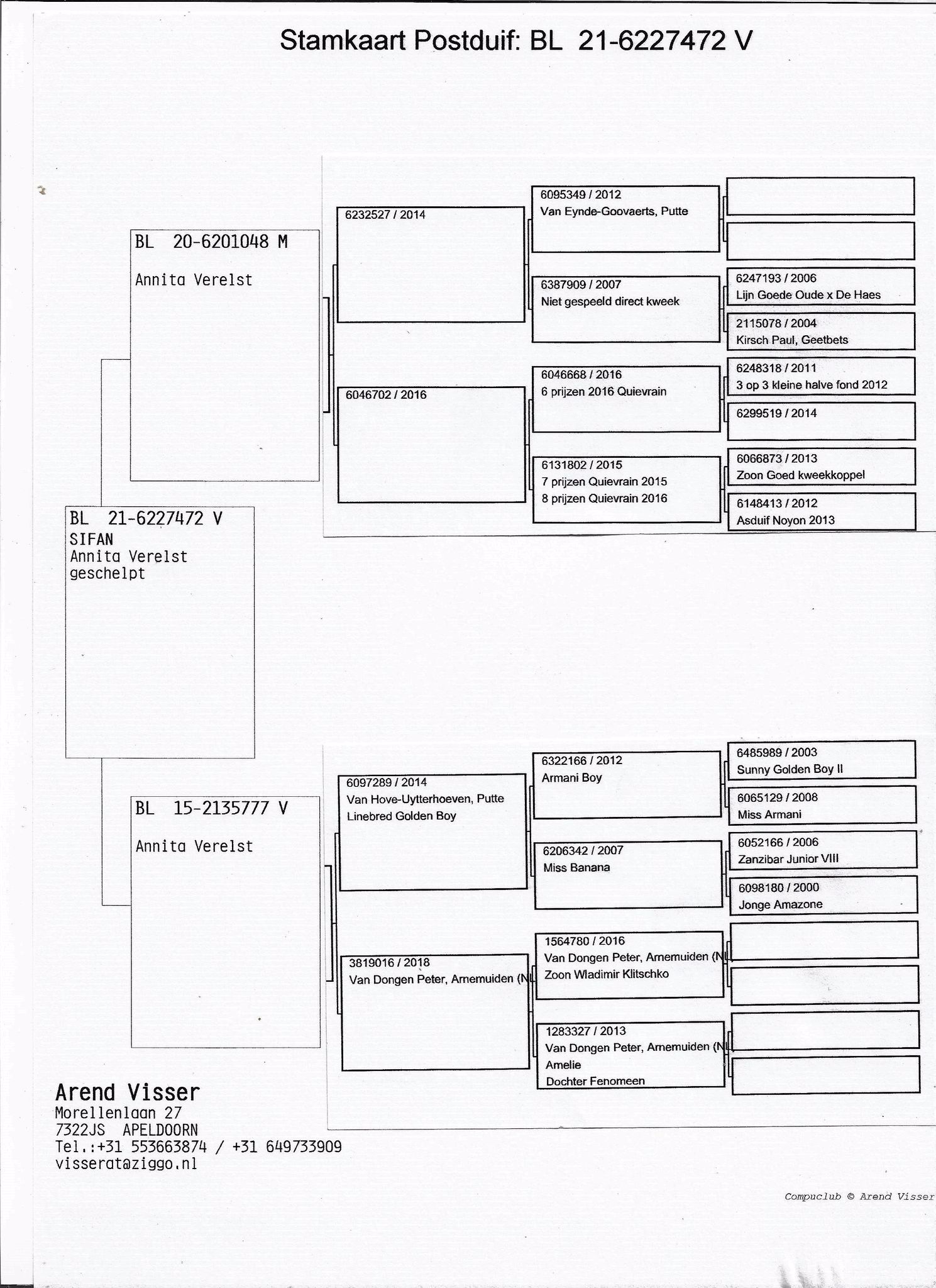 Pigeon pedigree image