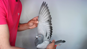 Pigeon image