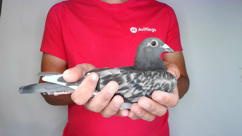 Pigeon image