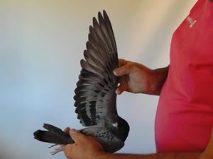 Pigeon image