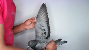 Pigeon image
