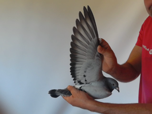 Pigeon image