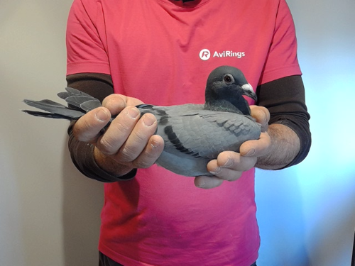 Pigeon image